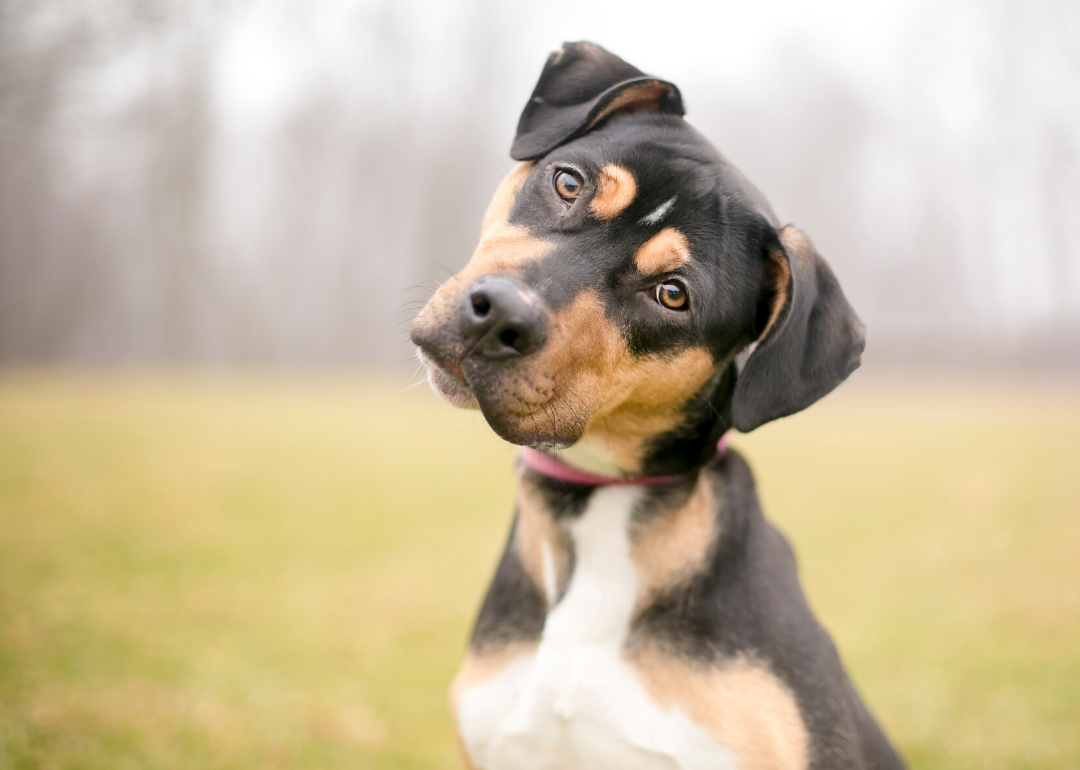 Dogs actually like baby-talk